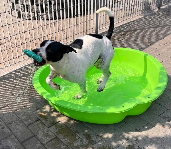 BLACK GENTILCANE Foto 9